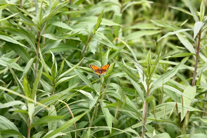 Lycaena dispar e altri licenidi.
